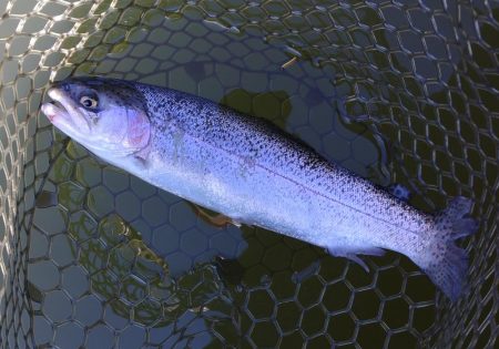 調子良く釣れる時間帯もあったが… ～大安トラウトレイク～